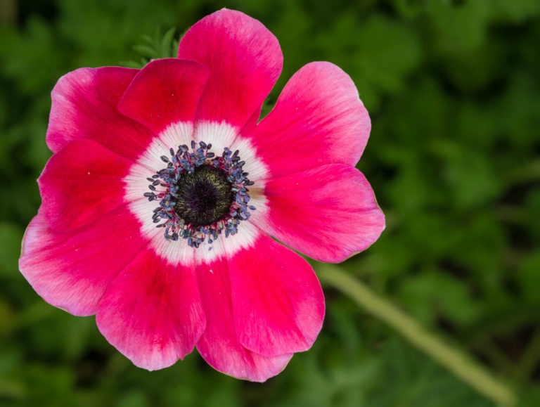 Red White and Blue Poppy Closeup
